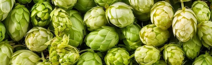 Level Up Your Homebrew: advanced hopping techniques for Enhanced Aroma Level Up Your Homebrew: advanced hopping techniques for Enhanced Aroma advanced hopping techniques - Hop Varieties